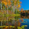 Lilly Pad Reflections
3:2 aspect ratio
24x16 or any size you like