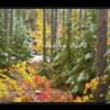 Hiawatha Forest First Snow
8x10   
11x14 
16x20 
20x24 
24x30 