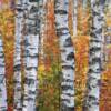 Ragged Birch

8x10    $15
11x14  $30
16x20  $55