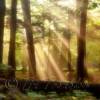 Sun Beams

8x10    $15
11x14  $30
16x20  $55