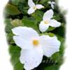 Trillium
16x20 $55 unframed
11x14 $30 unframed
8x10   $15 unframed