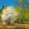 Sugar Plum Orchard 
24x8    
36x12  