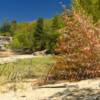 Chapel Beach in spring

24x12